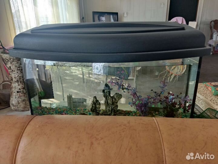 Продам аквариум со всем содержимым