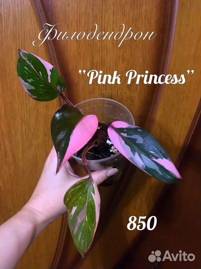 Разные комнатные растения