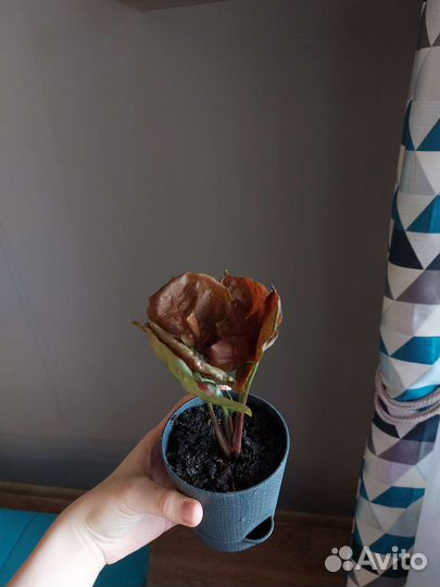 Сингониум клубничный лед galaxy