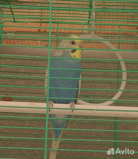 Волнистый попугай с клеткой