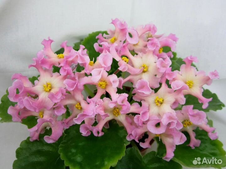 Фиалка набор сортовых фиалочек