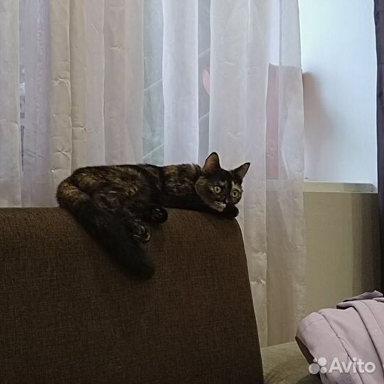 Кошечка Чума