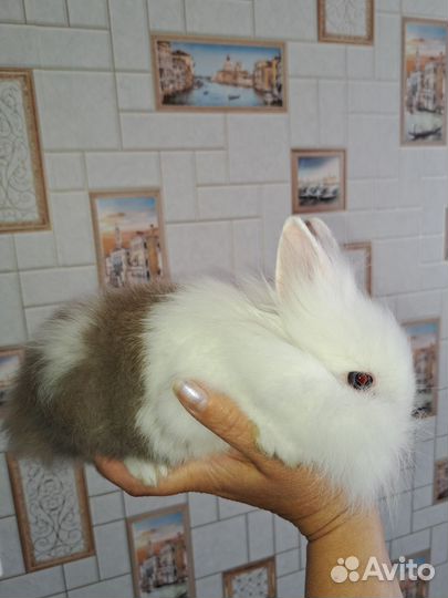 Декоративный кролик