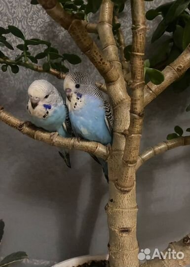 Волнистые попугаи птенцы получехи