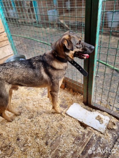 Лукас-добрый, понятливый песик ищет дом