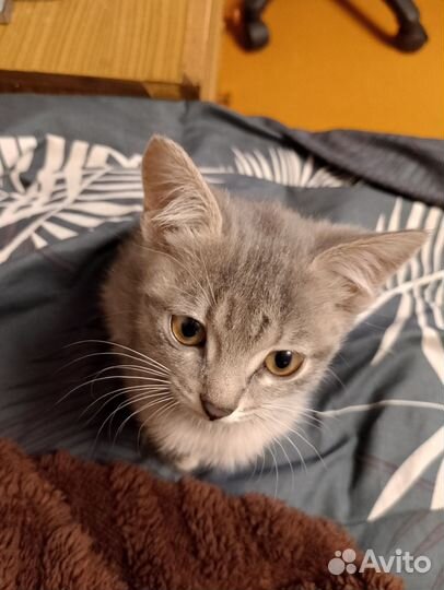 Котята в добрые руки девочки