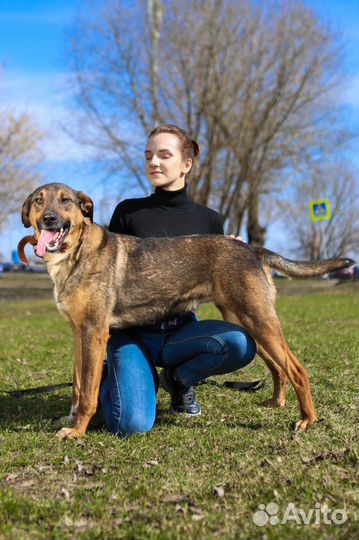 Нежный и ласковый пес из приюта хочет домой