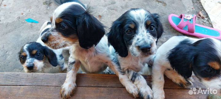 Щенки русского спаниеля