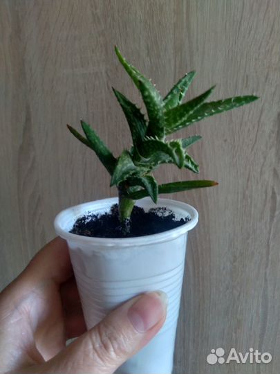 Комнатные растения.обновлениекактусы и суккуленты