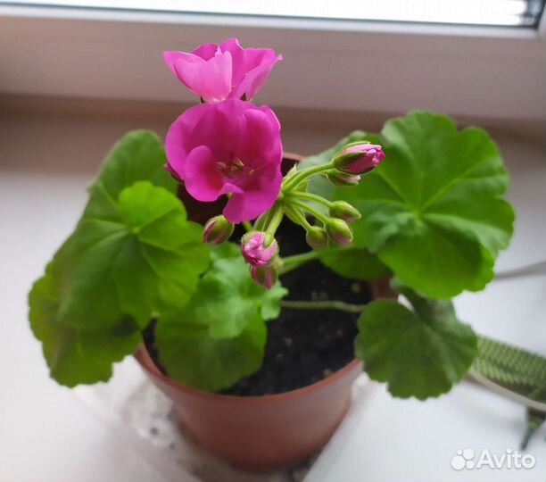 Пеларгония герань