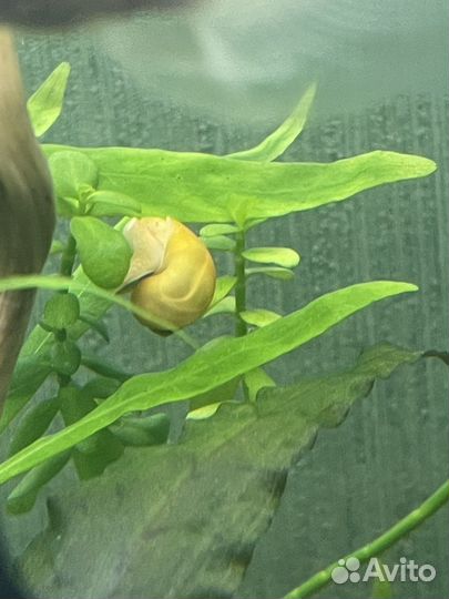 Улитки ампулярии жёлтые