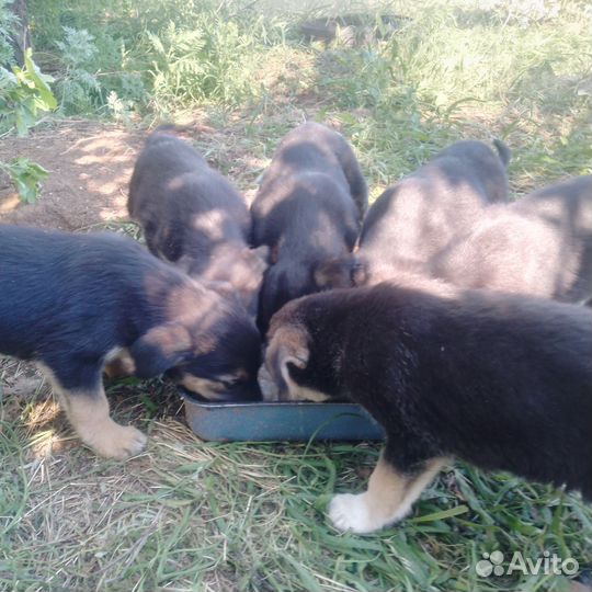 Собака в добрые руки отдам бесплатно