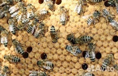 Продам пчелосемьи