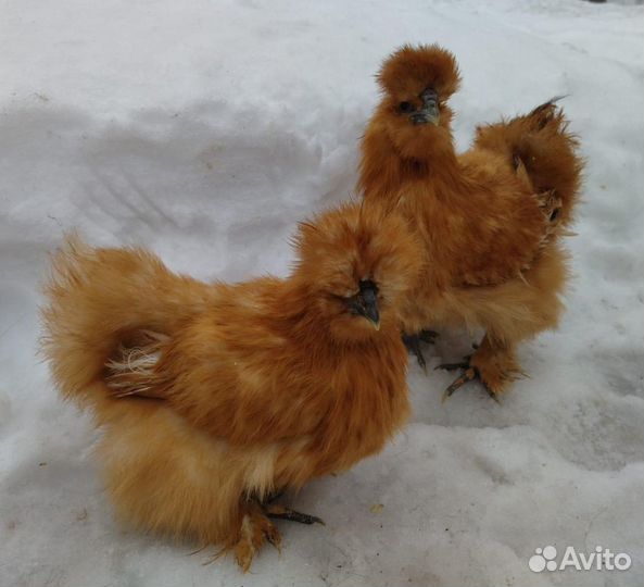 Китайская шелковая