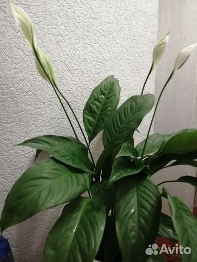 Спатифиллум