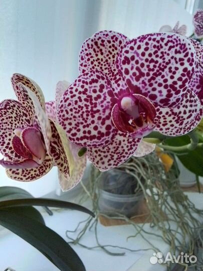 Орхидея фаленопсис