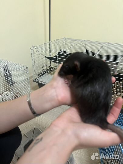 Декоративная крыса дамбо