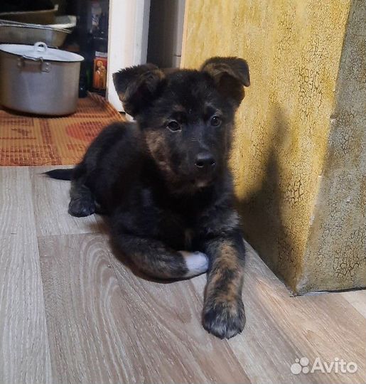 Щенок Жорик ищет дом