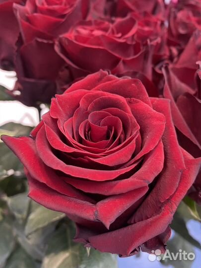 Красные розы 1метр