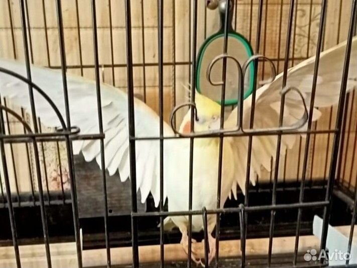 Попугай корелла