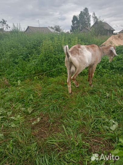 Нубийский козел вязка