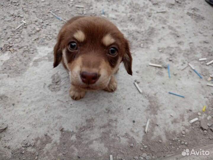 Маленькая собака в добрые руки бесплатно