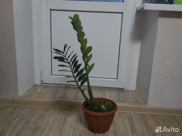 Замиокулькас