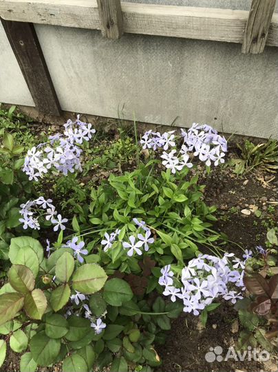 Хосты, ирисы, флокс растрепаный, ромашка, спирея