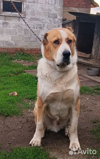 Алабай ждёт подружку, вязка. Крупный, воспитанный