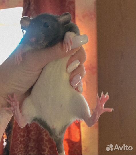 Продам крысу