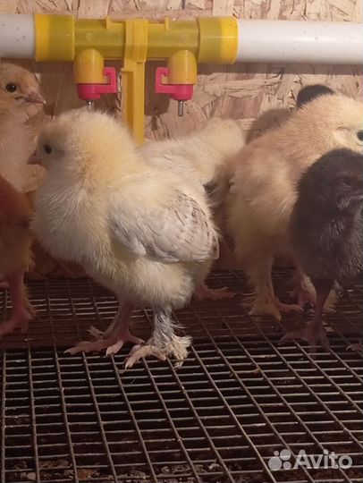 Цыплята домашние 3 недели