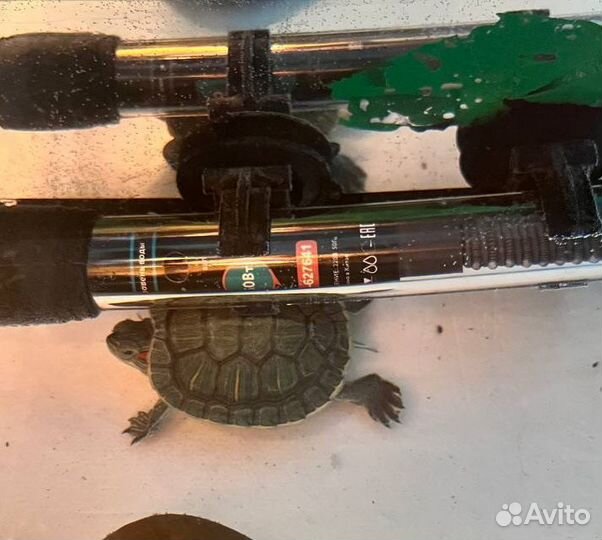Красноухая черепашка со всем необходимым