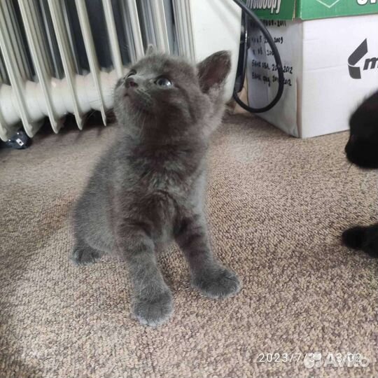 Кошка в дар