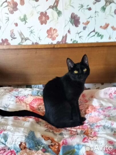 Котёнок чёрный 5 месяцев