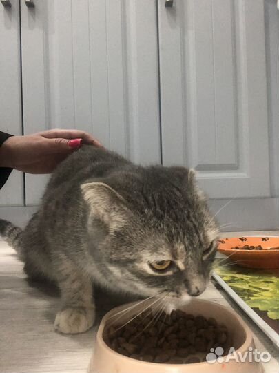 Нашли кошку