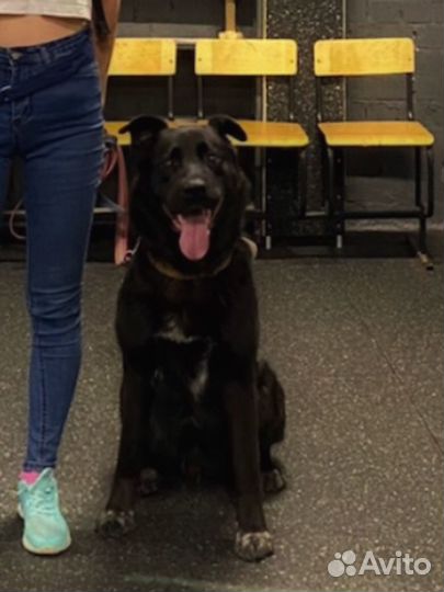 В добрые руки