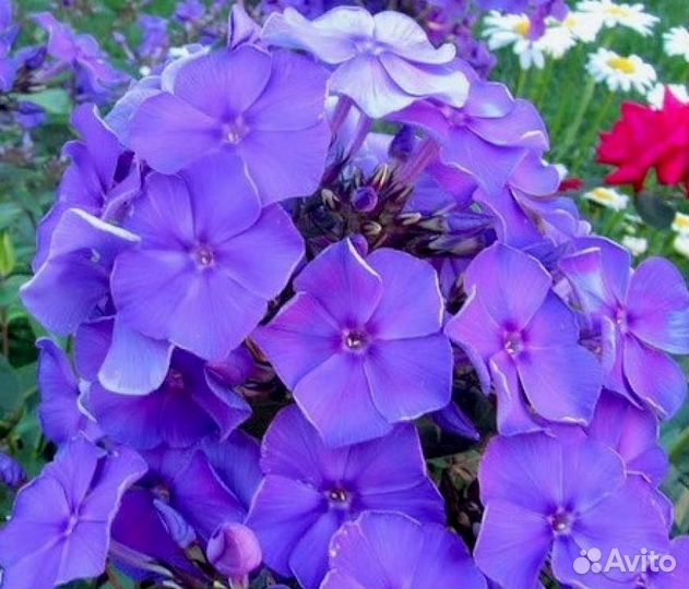 Флокс метельчатый Blue Paradise Саженцы, Рассада