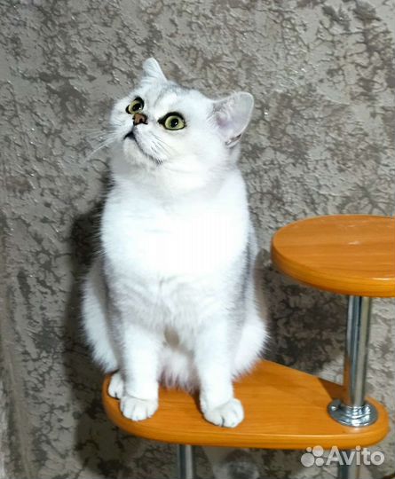 Шотландский кот вязка