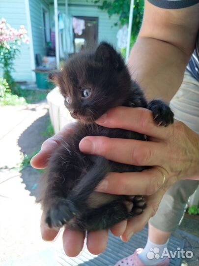 2 котенка мальчика