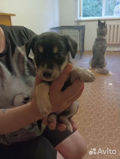Отдам щенков в добрые руки бесплатно, все девчонки