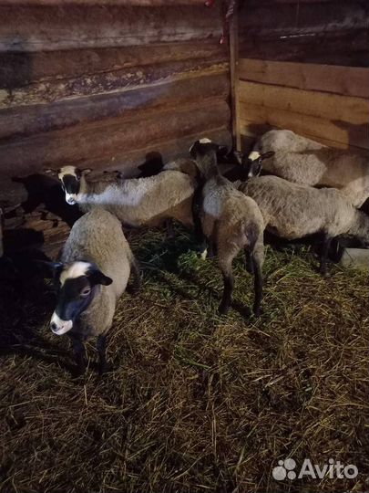 Романовские овцы