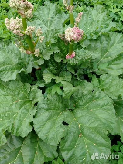 Ревень стебли