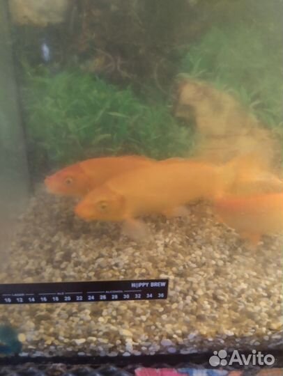 Продам карпов кои