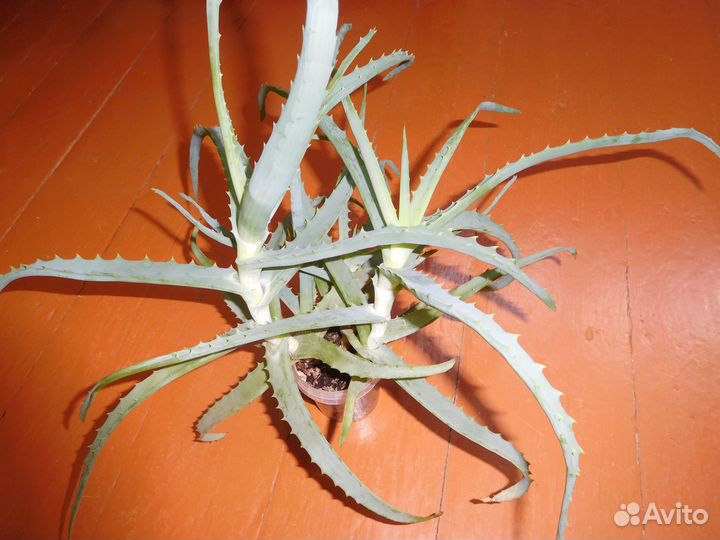 Комнатные цветы алое