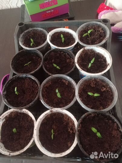 Перец желтый