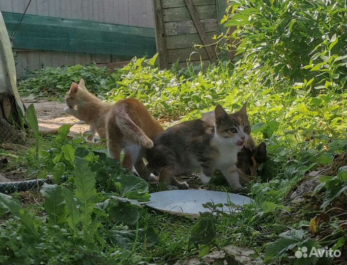 Котята в добрые руки