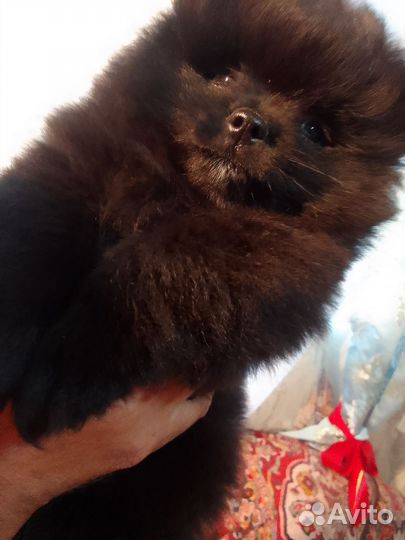 Щенки шпица