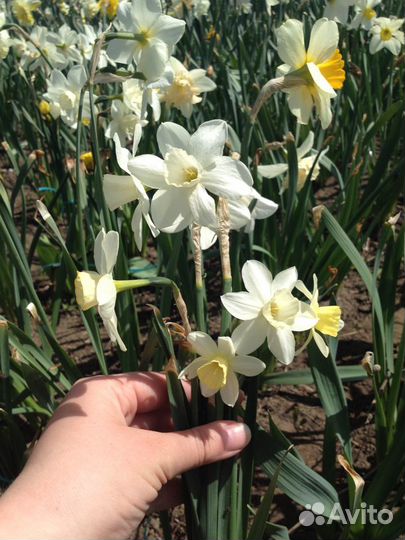 Нарциссы