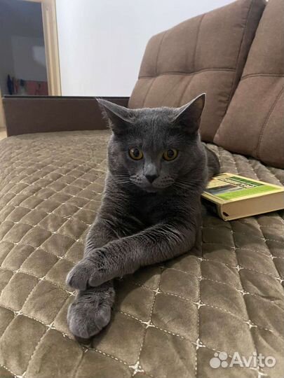 Вазка кота