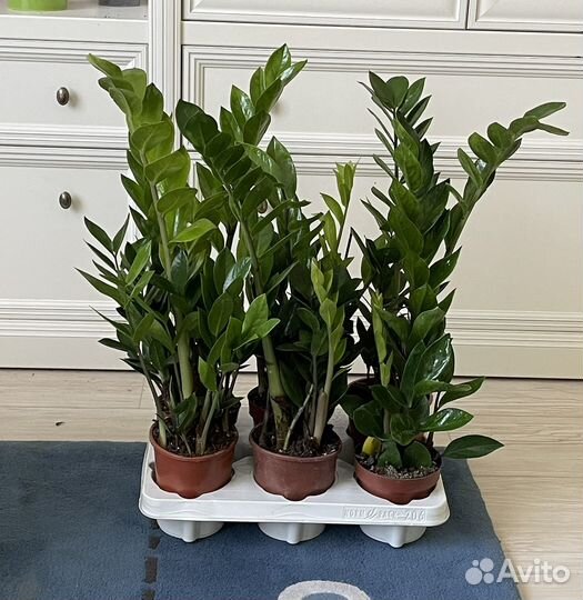 Замиокулькас